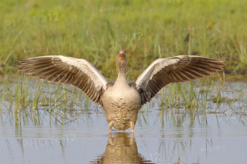 Greylag Goose
