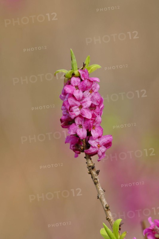 Daphne