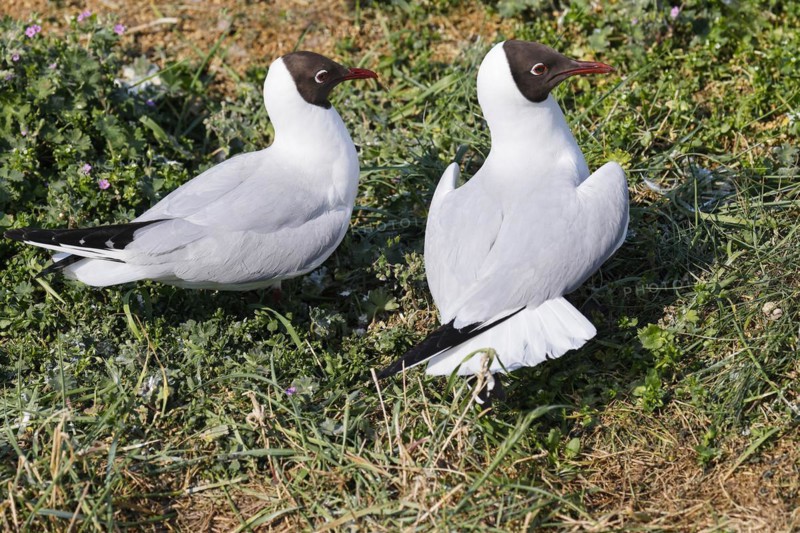 Black-headed Gulls