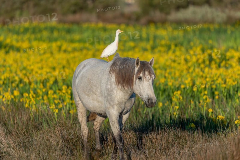 Camargue horse and cattle