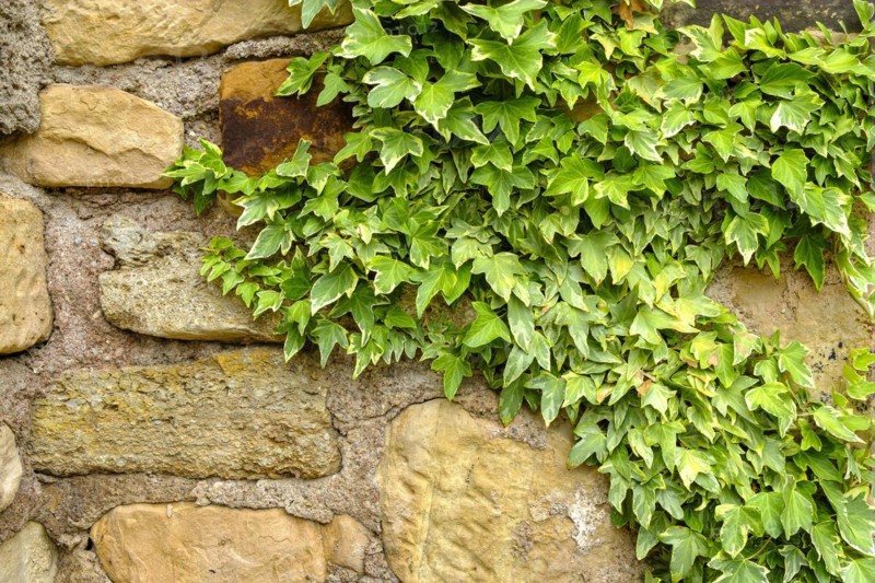 Old walls overgrown with ivy
