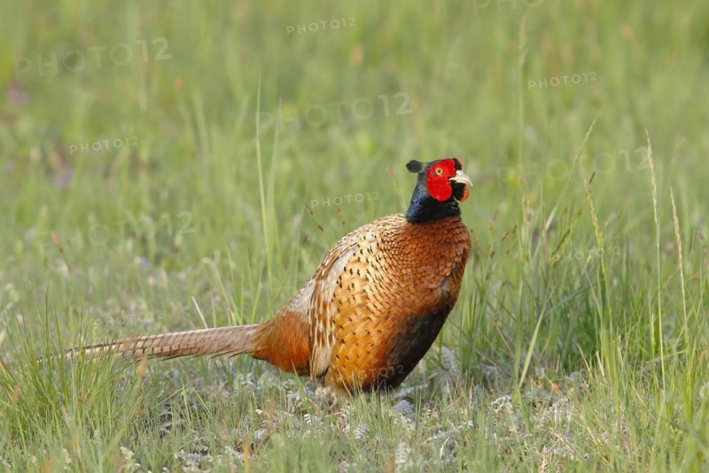Pheasant