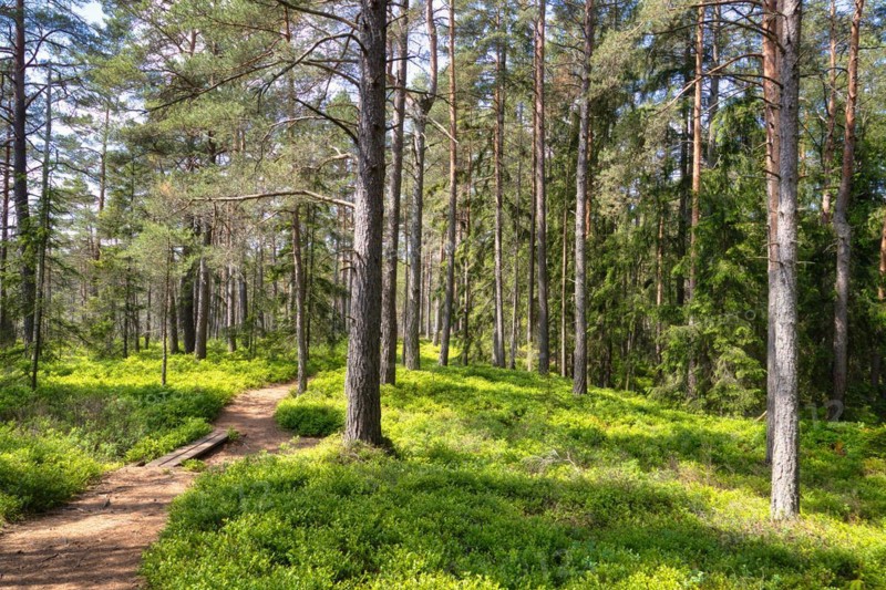 Trees in Store Mosse National Park