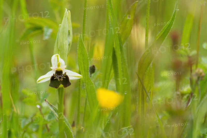 Flower of the late spider-orchid