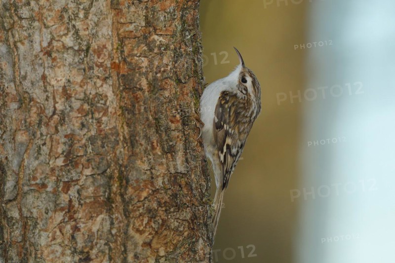Eurasian treecreeper
