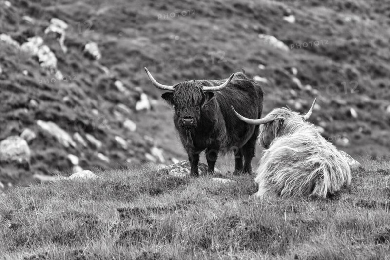 Scottish Highland Cattle