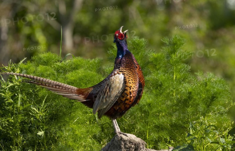 Pheasant