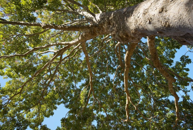 Red Mahogany tree