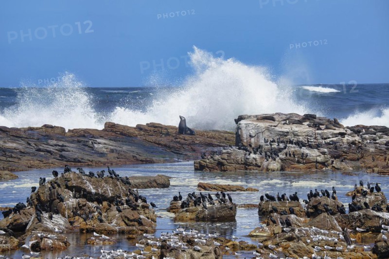 Cape of Good Hope