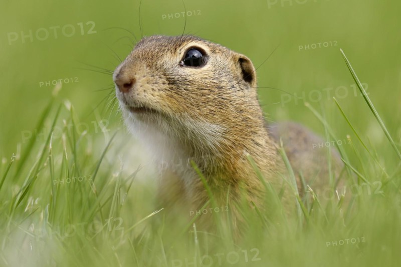 Gopher