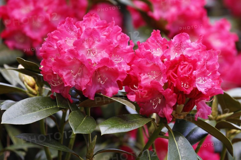 Rhododendron