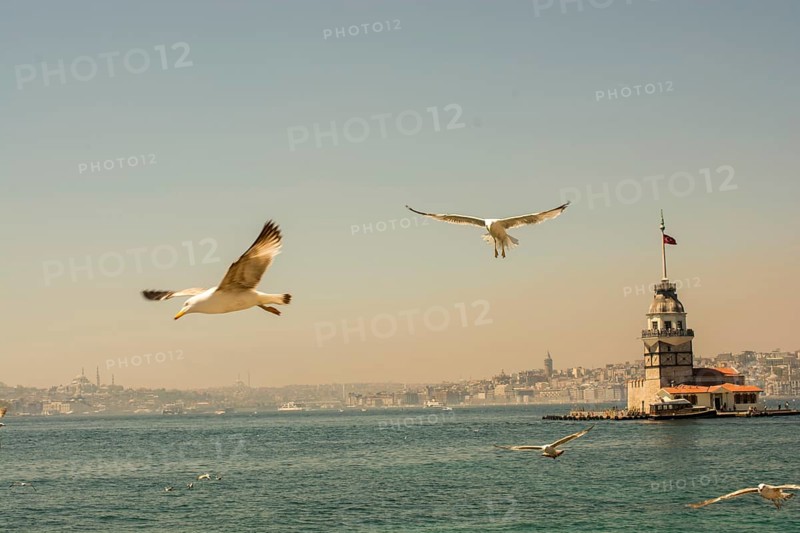 Seagull in a sky with a Maiden`s tower at the back