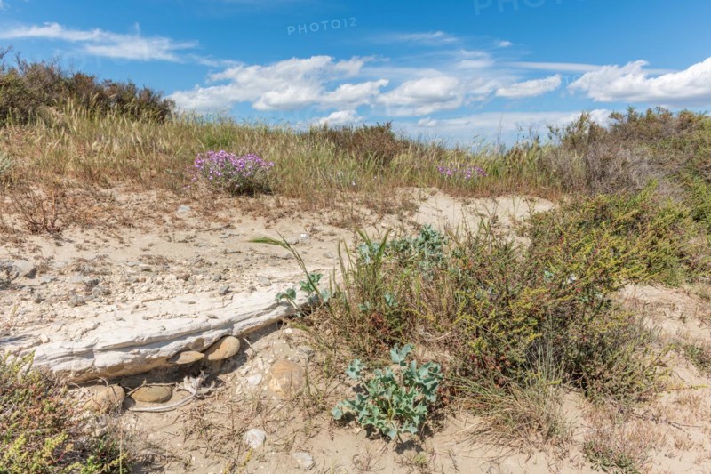 Typical landscape in a lagoon of the Rhone delta in the Camargue in spring. Saintes Maries de la Mer