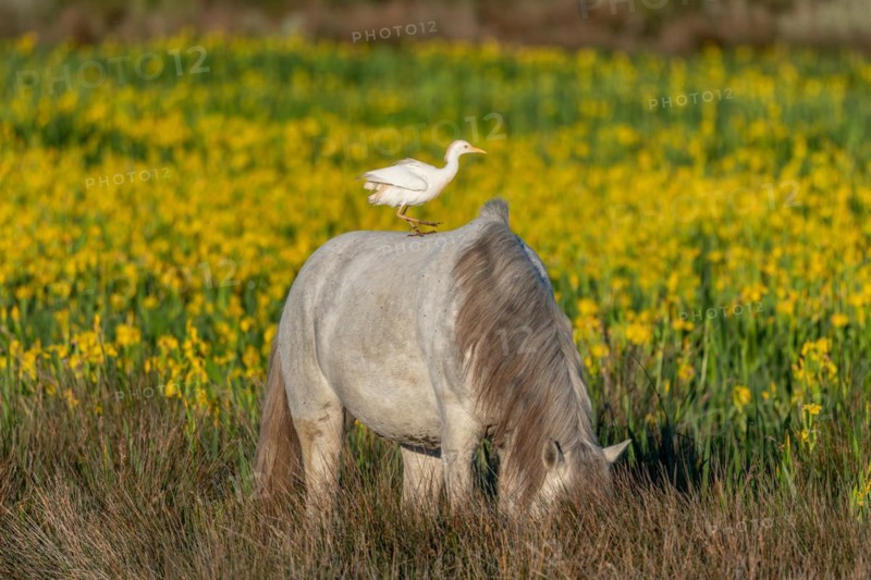 Camargue horse and cattle