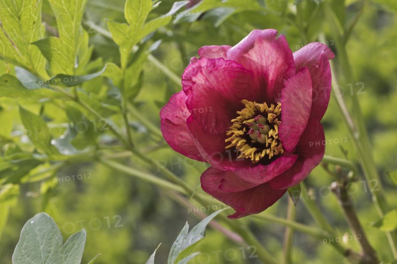 Bush peony