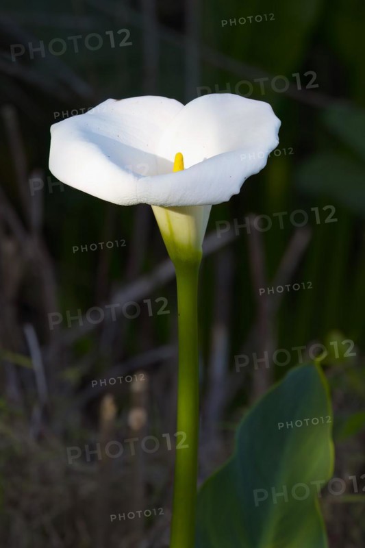 Arun Lily