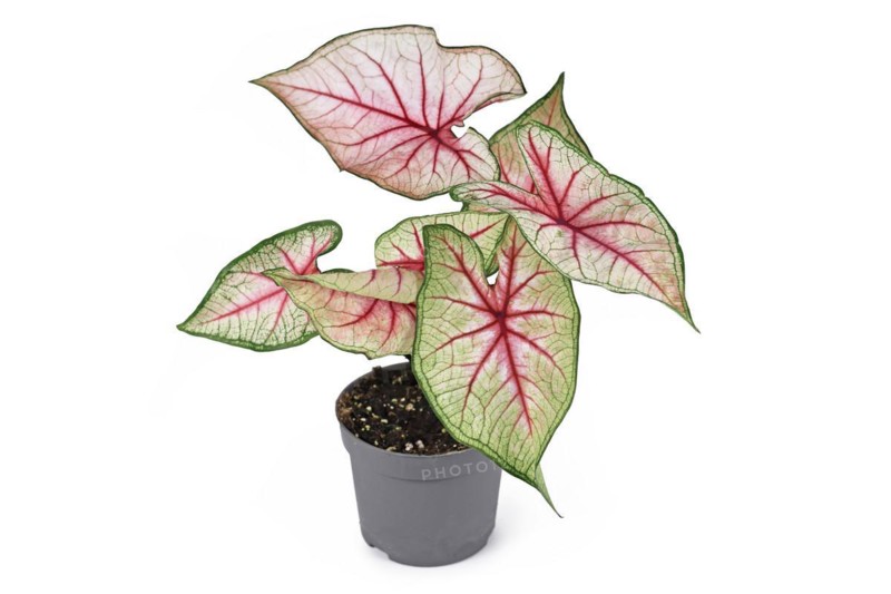 Beautiful exotic 'Caladium White Queen' plant with white leaves and pink veins in pot isolated on white background