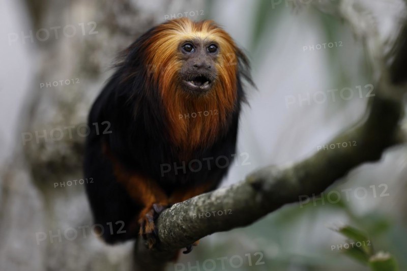 Golden-headed lion monkey