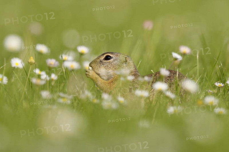 Gopher
