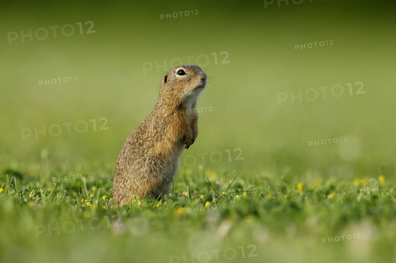 Gopher
