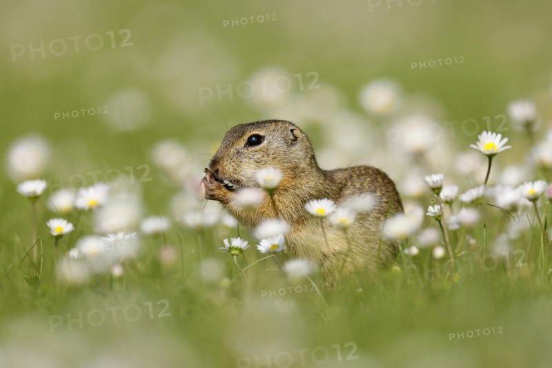 Gopher