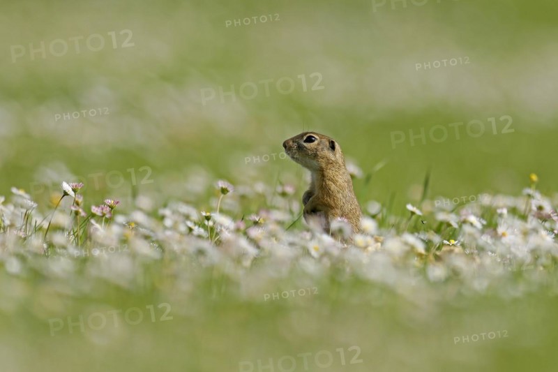 Gopher