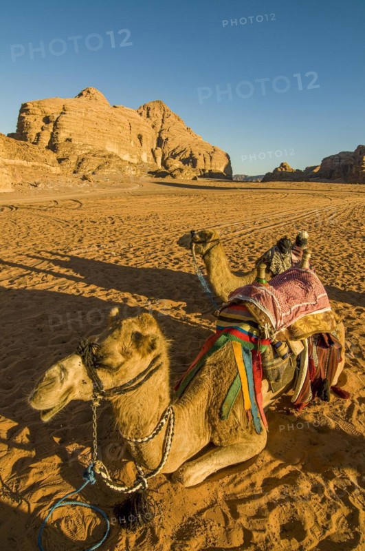 Camel is relaxing