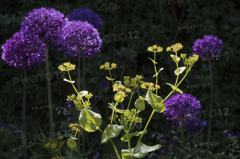 Ornamental leek