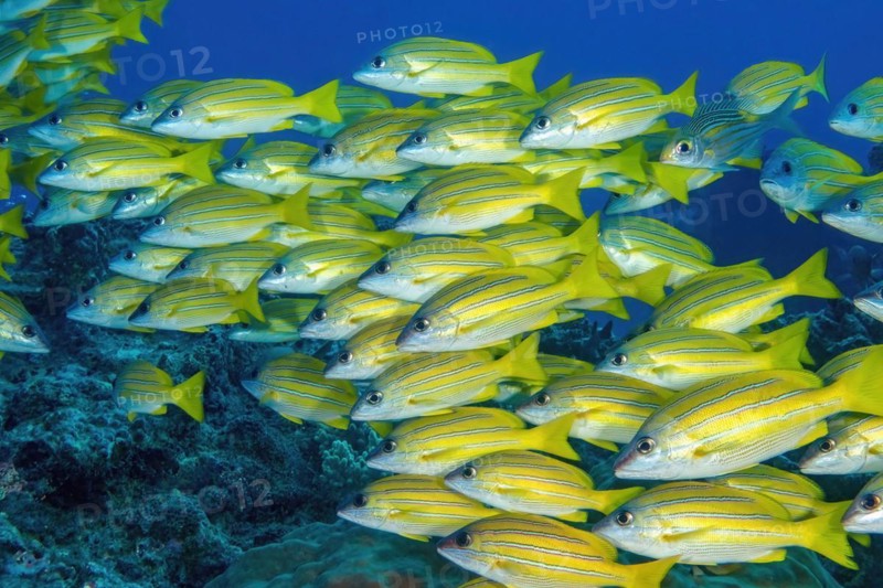 Shoal of bluestripe snapper