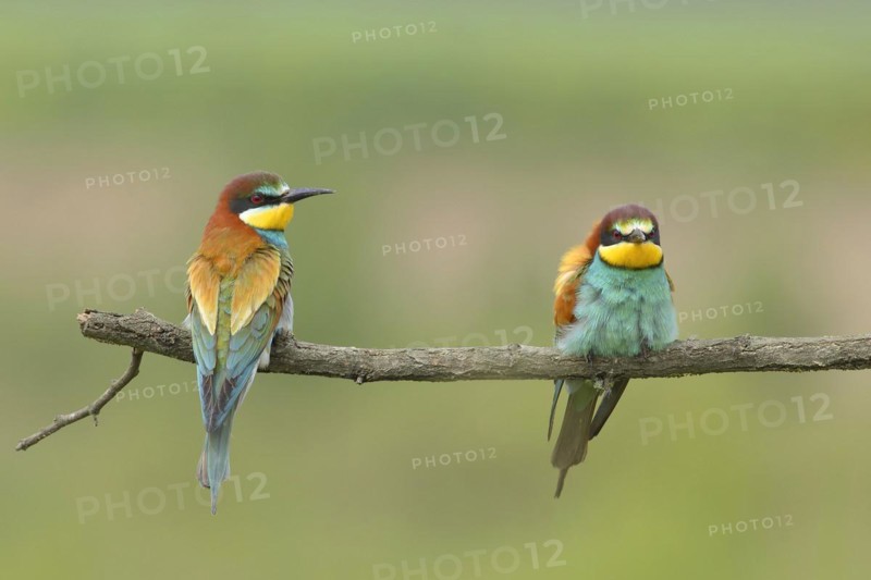 Bee-eater