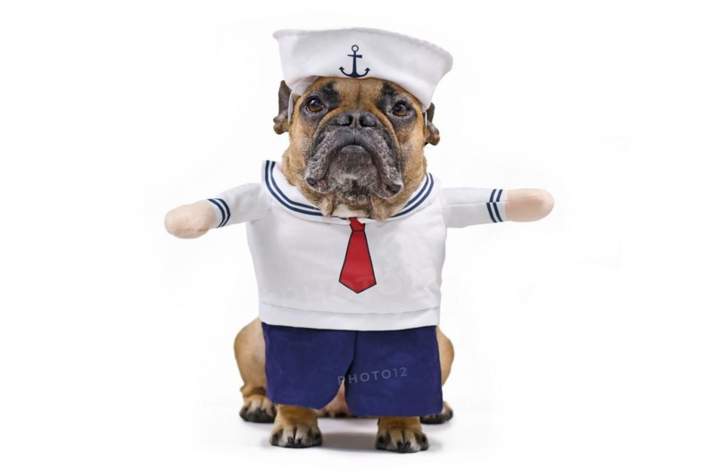 Funny French Bulldog dressed up with a cute sailor dog Halloween costume with sailor hat