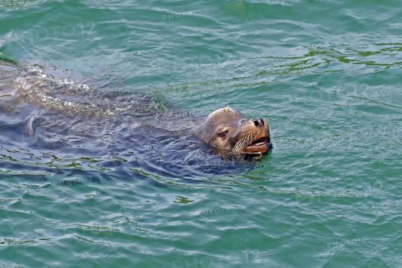 Sea lion in water