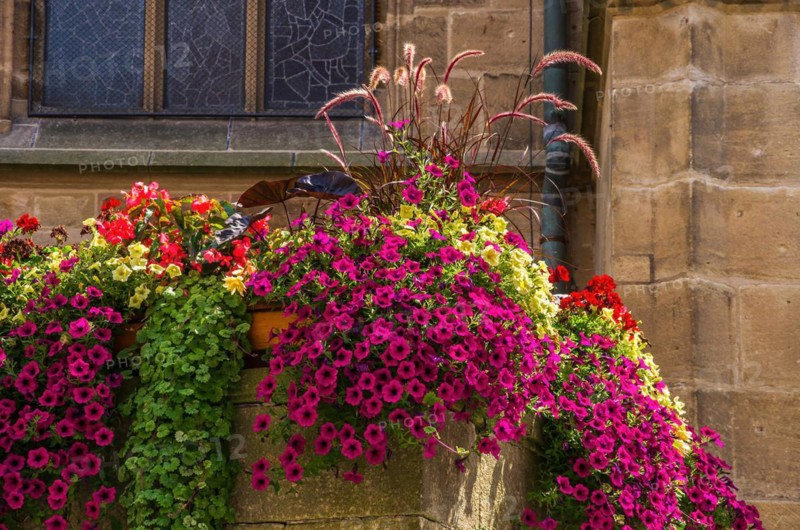 Beautiful and colourful urban decoration with flowers and plants in flower boxes in the outdoor area of the collegiate church of Tuebingen