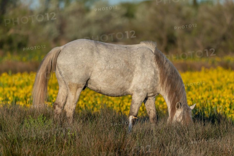 Camargue horse and cattle