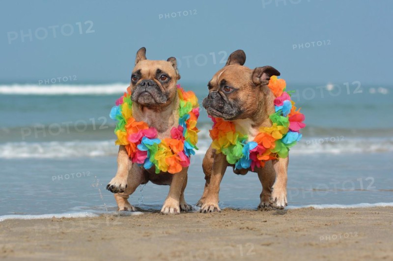 Two happy brown French Bulldog dogs wearing matching colorful tropical hawaiian flower garland while running at beach with ocean in background