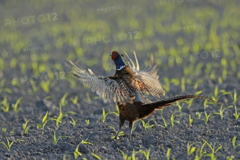 Pheasant