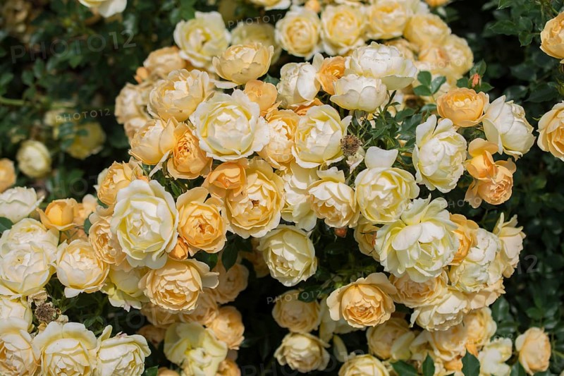 Blooming beautiful bunch of roses in spring garden