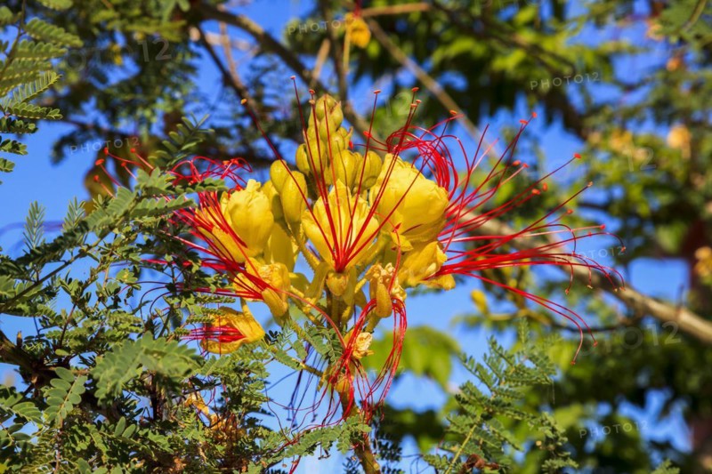 Bird of Paradise Bush