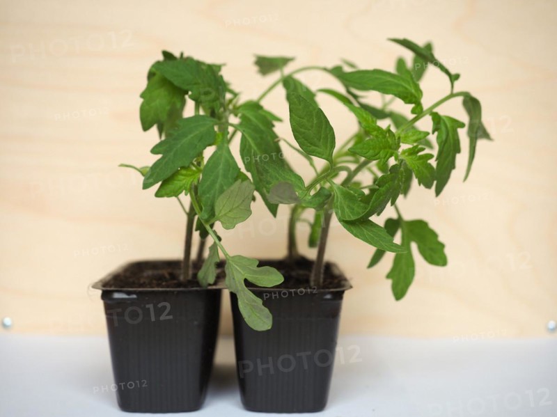 Tomato plant in pot
