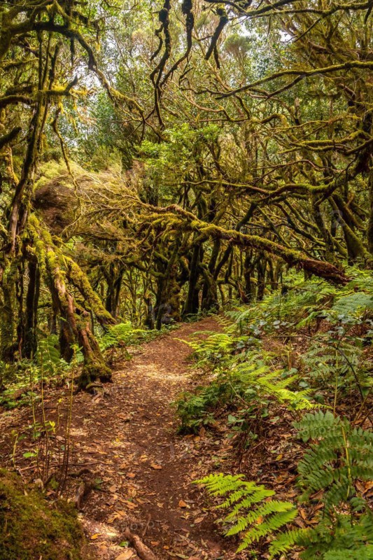 Trekking to Garajonay del Bosque natural park in La Gomera