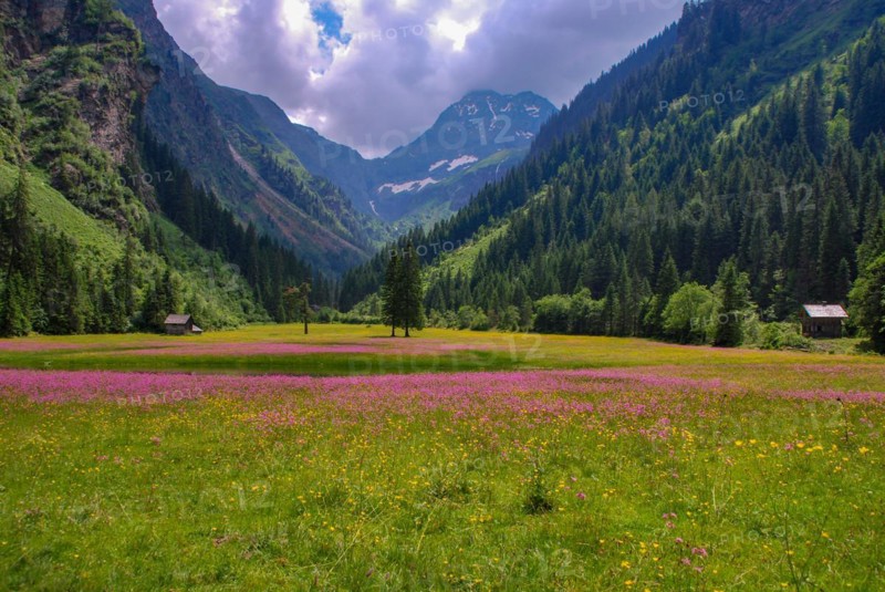 Meadow with pink wildflowers in front of the Hochgolling