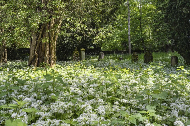 Ramson