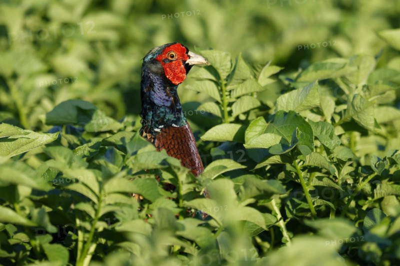 Pheasant