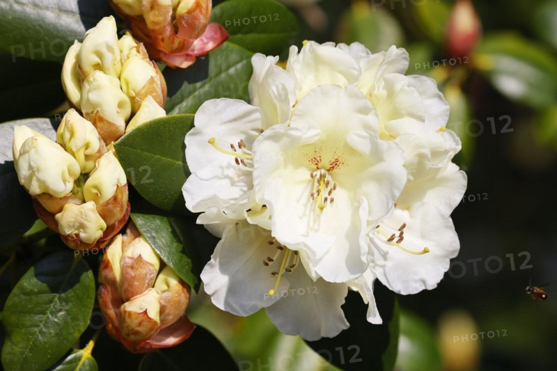 Rhododendron