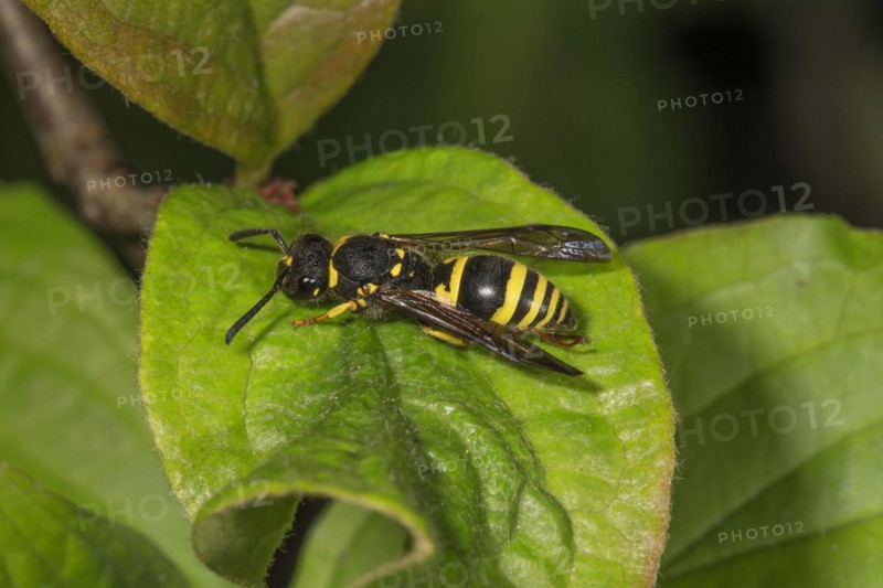 Clay wasp