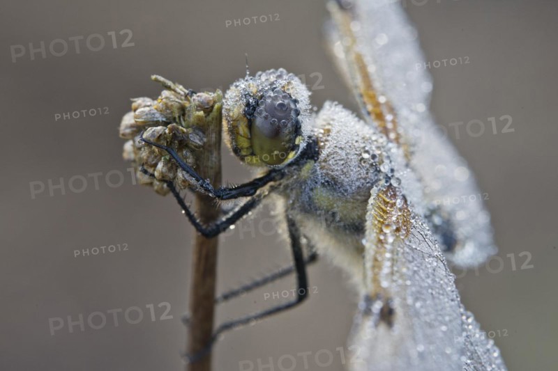 Four-spotted chaser