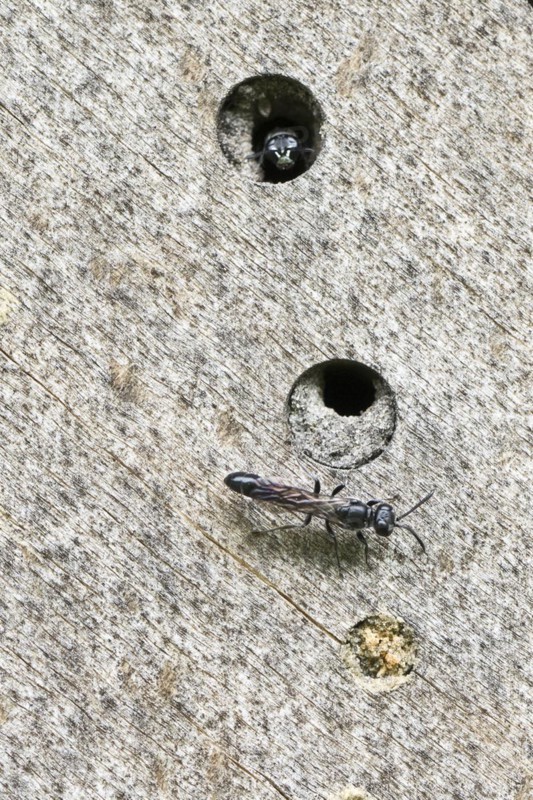 Potter's digger wasp