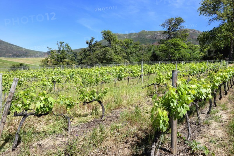 Vineyard