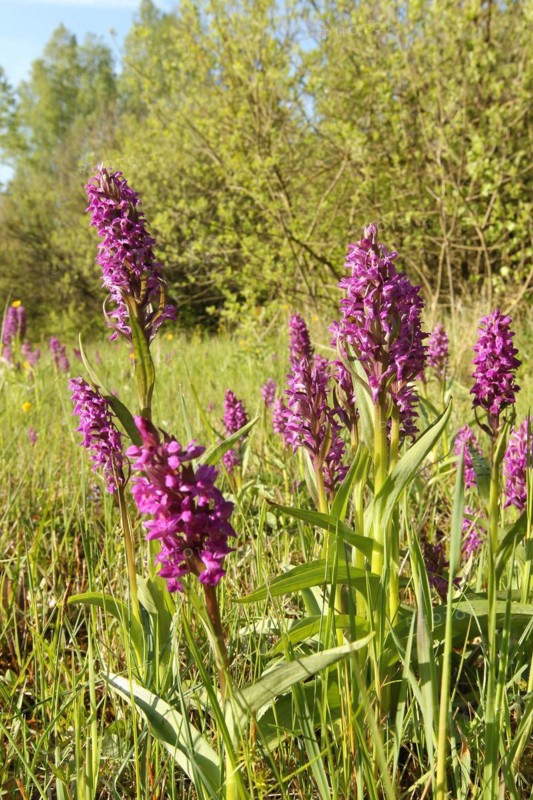 Broad-leaved orchid