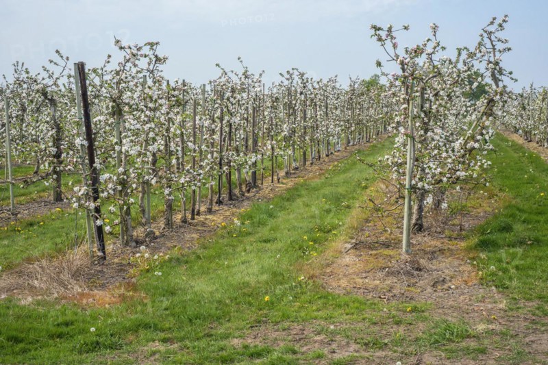 Flowering apple tree in orchard in Kivik